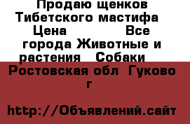 Продаю щенков Тибетского мастифа › Цена ­ 45 000 - Все города Животные и растения » Собаки   . Ростовская обл.,Гуково г.